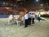 presentation vaches 2